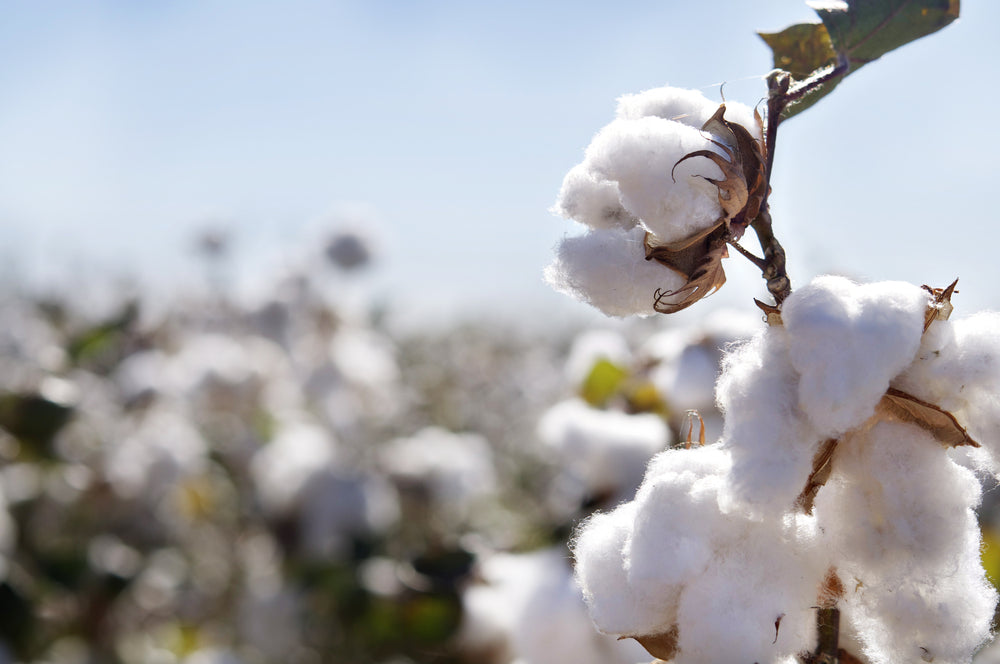 Want the DL on why cotton represents the 2nd anniversary?